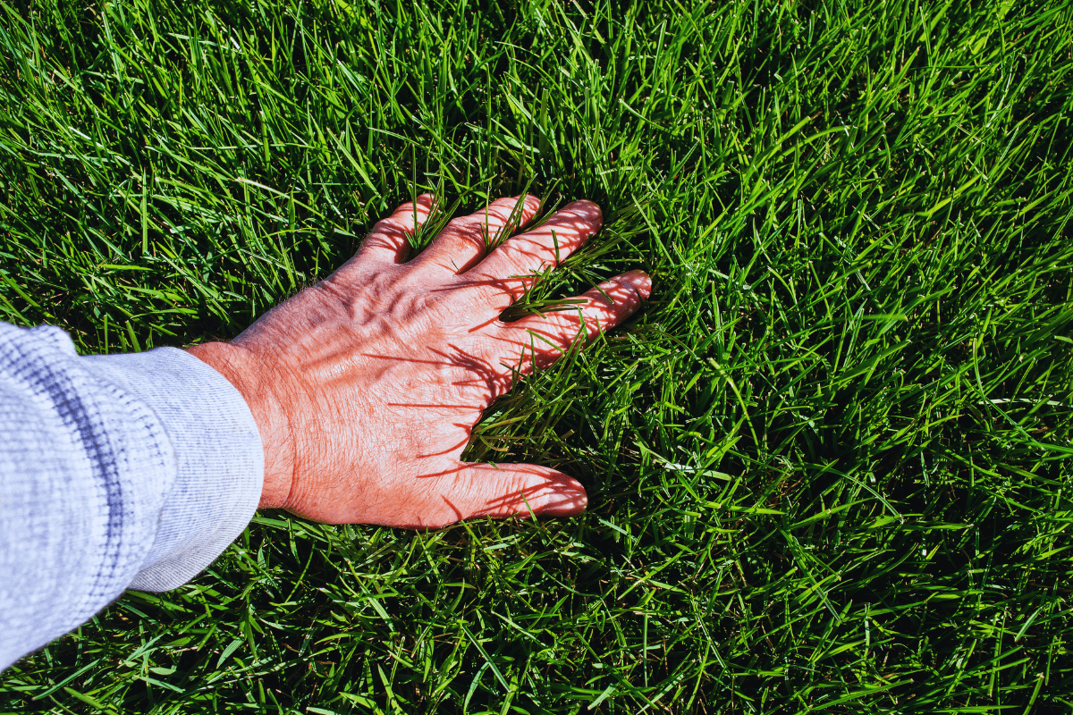 Top Signs Your Lawn Needs Reseeding