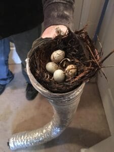 birds in dryer vent